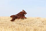 SETTER IRLANDAIS 060